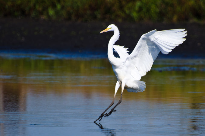 Thoughts on Faith and Egrets