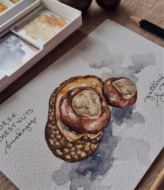 "Horse Chestnuts: Watercolor Study" (Original Sketch)
