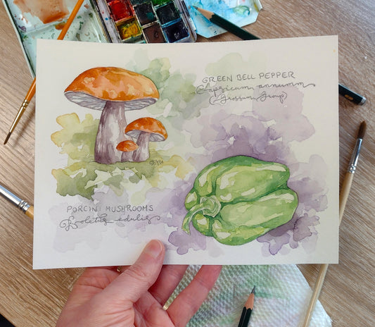 "Nature Journaling Spread: Porcini Mushrooms & Green Bell Pepper" (Original Watercolor Sketch)