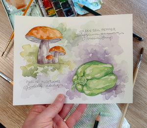"Nature Journaling Spread: Porcini Mushrooms & Green Bell Pepper" (Original Watercolor Sketch)